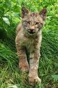 kitten-cub-beast-feature-520268.jpg