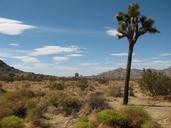 Joshua_tree_(Yucca_brevifolia);_Belle_Campground.jpg