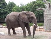 elephant-gray-wildlife-mammal-655529.jpg