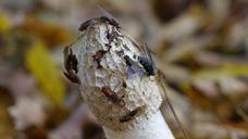 mushroom-nature-fly-insect-1038778.jpg