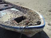 boat-crustacean-beach-macro-close-291079.jpg