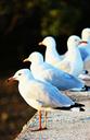 seagulls-ocean-bird-white-gull-433354.jpg