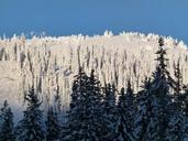 winter-wonderland-trees-89117.jpg