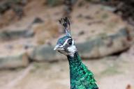 peacock-bird-peafowl-head-animal-1011743.jpg