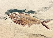 fossil-petrification-stone-fish-514980.jpg