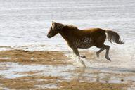 horse-wild-running-seashore-island-737024.jpg