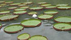 ponds-leaves-water-lily-lilies-417307.jpg