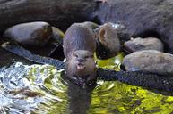 otter-zoo-sweet-672875.jpg