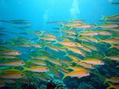 underwater-diving-fish-swarm-water-694612.jpg