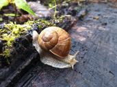 snail-housing-snail-slowly-crawl-507205.jpg