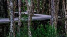 boardwalk-trees-twist-curved-wood-142632.jpg