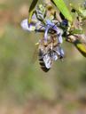 bee-rosemary-libar-sucking-1181716.jpg