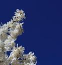 magnolia-tree-white-flower-1289319.jpg