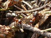 ants-wood-ants-formica-red-wood-ant-3949.jpg