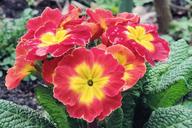 primrose-red-yellow-spring-1519882.jpg