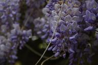 wisteria-blue-rain-bl%C3%BCtenmeer-785368.jpg