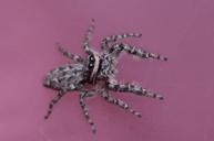 jumping-spiders-insect-macro-spider-1180814.jpg