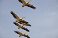 birds-pelican-flight-643424.jpg