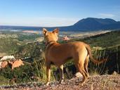 dog-mountains-vista-hiking-656739.jpg