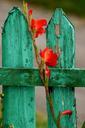 fence-flower-red-garden-fence-577451.jpg