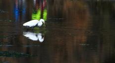 egret-great-egret-little-egret-985594.jpg