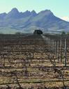 vineyard-mountains-wine-field-vine-227778.jpg