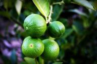 lime-lemon-slice-green-whole-1549323.jpg