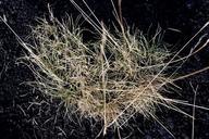 grass-heart-lava-616819.jpg