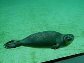 seal-phoca-vitulina-robbe-aquarium-57390.jpg