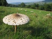 mushroom-meadow-nature-mushrooms-652282.jpg