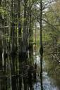 Trees growing in swamp with reflections of trees in water.jpg