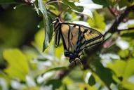 monarch-butterfly-insect-lepidoptera-643971.jpg