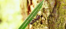 ant-bark-macro-animal-insect-437681.jpg