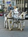 vienna-coach-carriage-ride-horses-363194.jpg