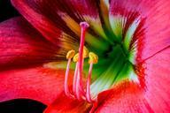 pistil-pollen-blossom-bloom-flower-276602.jpg