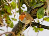 robin-winter-cold-snow-bird-fly-175630.jpg