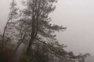 Fog swirls through the trees above Lake Shasta Caverns, northeast of Redding, California LCCN2013630828.tif.tiff