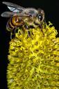 bee-yellow-flower-pollination-577426.jpg