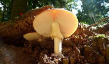 mushroom-tracks-forest-nature-506244.jpg