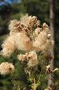 seeds-blossom-bloom-plant-fluffy-1074571.jpg