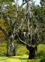 swamp-marsh-spanish-moss-bog-60862.jpg