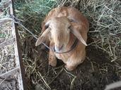 goats-animals-mammals-brown-409709.jpg