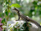 Green-crested-lizard-black-face-lizard-tree-lizard.jpg