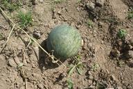 watermelon-orchard-fruit-446020.jpg