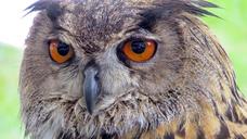 raptor-owl-eagle-owl-eyes-bill-1423557.jpg