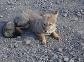 fox-chilean-patagonia-1060509.jpg