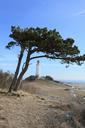 lighthouse-hiddensee-thornbush-579148.jpg