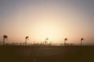 palm-trees-beach-wind-windy-sunset-423201.jpg