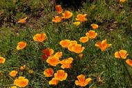 california-poppy-orange-flower-1411304.jpg