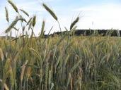 wheat-wheat-field-wheat-spike-202660.jpg